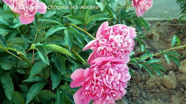 ?Сюрприз для бывшего удался ? В этот раз на пороге спальни его ожидала не нежная бывшая, а строгая смотреть онлайн