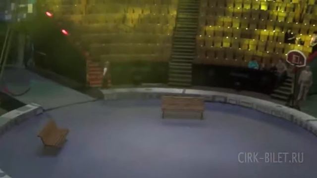 Цирк на проспекте Вернадского, арена смотреть онлайн