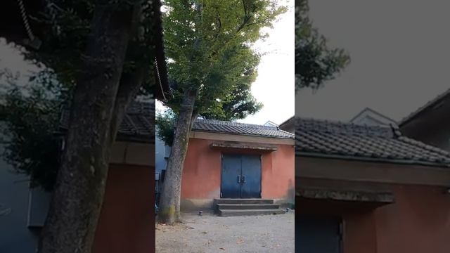 小さな日本を探しに行こう　東立石　 #神社 #観光 #japan #tokyo #神社仏閣