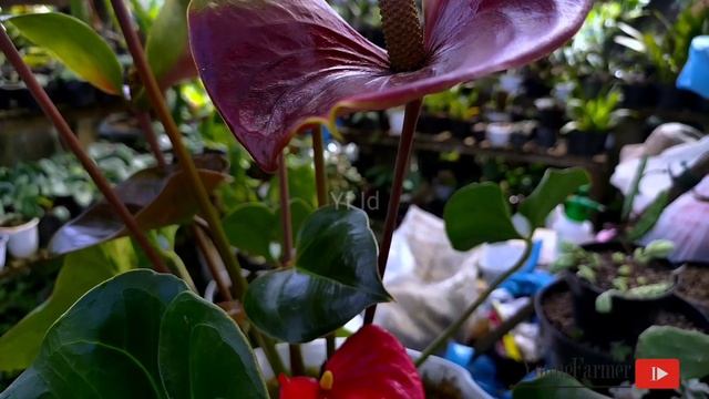 Anthurium Red Lipstick (adreanum group) смотреть онлайн