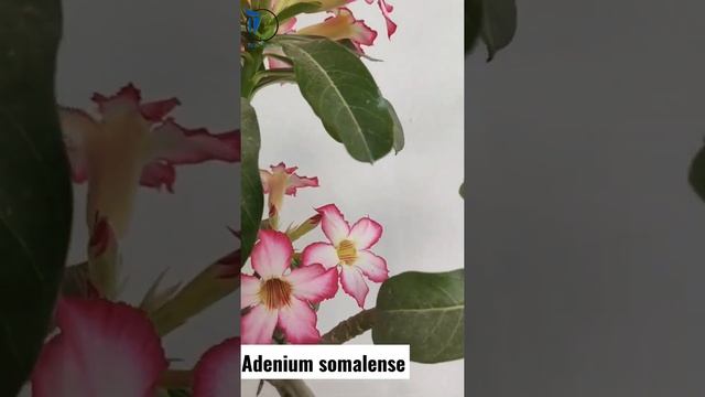 #shorts Adenium somalense on full bloom