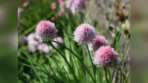 Ферментированный лук.Иммунитет.Пищеварение