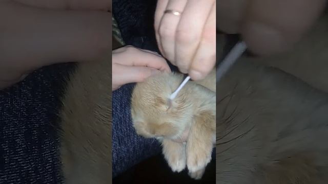 У маленького кролика не открывается один глаз смотреть онлайн