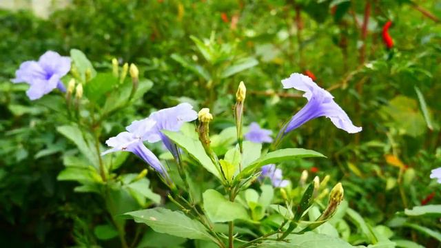 Purple flower blooming in the garden|Tropical Flowers смотреть онлайн