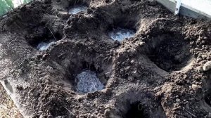 Высаживаем огурцы в теплицу  Делаем теплую грядку