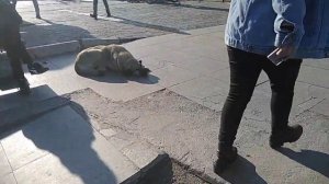 Собаки в Стамбуле , как живут бездомные животные в Турции, в Стамбуле, istanbul