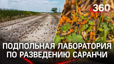 Киев завозил из США боевую саранчу для уничтожения посевов в России