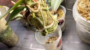 САМЫЙ СИЛЬНЫЙ СТИМУЛЯТОР РОСТА и Цветения для ОРХИДЕЙ после ЭТОГО ВСЕ ПЫШНО ЗАЦВЕТУТ