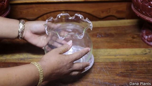 Growing Callisia Fragrans In Water. смотреть онлайн