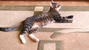 Talking cat Messi  /Говорящий кот Месси