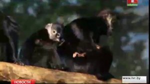 Детеныш одной из самых редких лиственных обезьян в мире родился в Чикаго