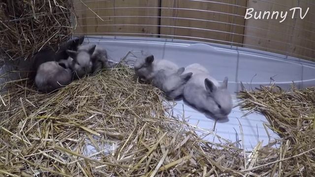 Seal Point Rabbits - Mini Lop Bunnies From Teddy Village Breeding смотреть онлайн