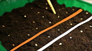 Посадите помидоры в феврале этим способом для мега урожая! Как сажать томаты на рассаду?