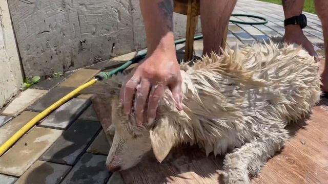 Аляскинский Маламут и Хаски. Помыть собаку - миссия невыполнима. смотреть онлайн