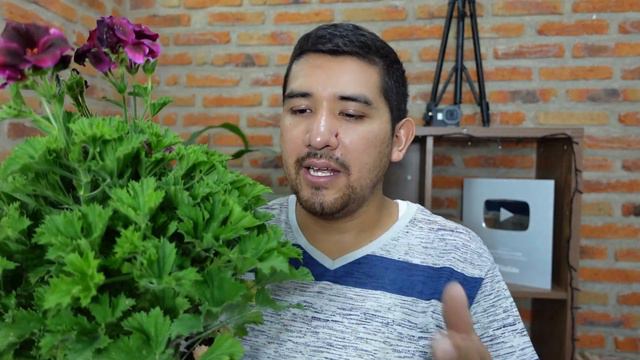 Cuidados del Geranio Pelargonio | Geranio Chino / Aprendiendo a Cuidar смотреть онлайн