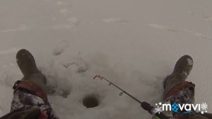 Зимняя рыбалка. Рыбалка на Волге. Ловля окуня/судака на балансир. 2019 г.