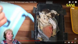 БАБУШКА СМОТРИТ Спасение котенка. Котенок ищет дом // Реакция на SANISHOW