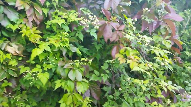 Клематис в середине сентября. смотреть онлайн