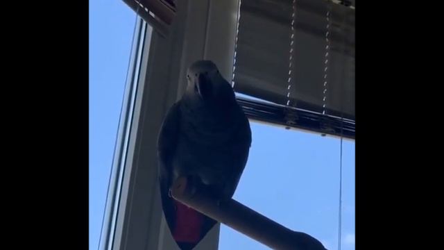 У Тимошки День рожденья! смотреть онлайн