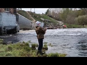 "Жизнь на пенсии".. Пока плотва  на нерест идёт, ходим на рыбалку