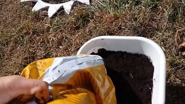 #как_посадить_лилии_в_горшок#сорта_лилий#луковичные_в_горшке Сажаем лилии в горшок правильно! смотреть онлайн