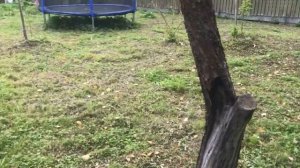 Моя дача осень 2020. Обзор дачи осенью, первые пробы - кукуруза, перец, садовые деревья.