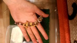 Как брать малыша геккона на руки. Приручение