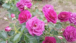 Роза Эбб Тайд . Rosa Ebb Tide  . Флорибунда .
