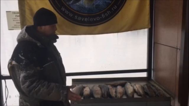 Улов с ночной рыбалки в Савельево-2 (31.01.18) смотреть онлайн