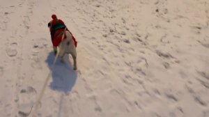 Утренняя прогулка мопса🐶Снег и мопс❄️☃️