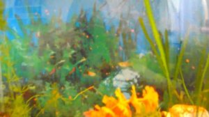 Аквариумные золотые рыбки, телескопы. Ярослава кормит золотых рыбок.Влог.