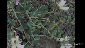 Kovul shifobaxsh o simligi haqida Ковул шифобахш у́симлиги хак,ида HD