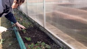 Уход за клубникой после зимы.