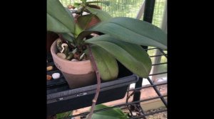 How To Care For Phalaenopsis Orchids// Water, Light, Pots and Media