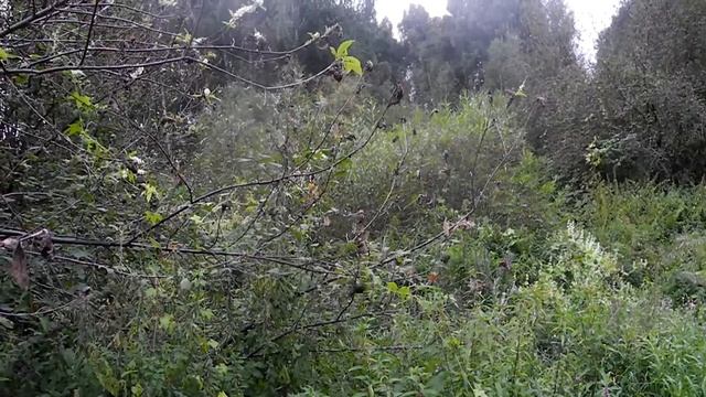 Опять калина зацвела смотреть онлайн