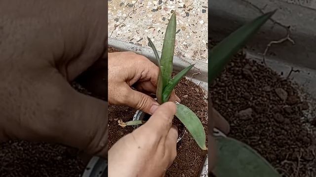 That's how I propagate agave plant