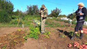 Копка картофеля не нагибаясь.