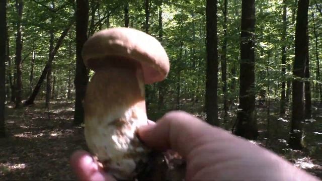 Одни Белые Грибы !✅ Вот это Радость !? смотреть онлайн