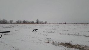 Момент на охоте с собакой, прям для учебника! стойка Курцхаара.