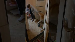 как АКИТА ИНУ ВСТРЕЧАЕТ своих ХОЗЯЕВ