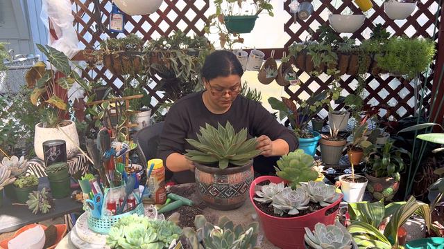 QUE TIPO DE SUSTRATO USAR PARA SUCULENTAS +ECHEVERIA MEXICANA смотреть онлайн