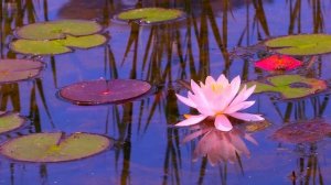 Sacred Chants of Devi-Names of Divine Mother-Ananda Devi & Craig Pruess-Devi Prayer