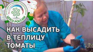 Как посадить томаты в теплице. Высаживаем рассаду томатов в теплицу.