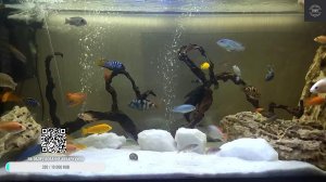 Снова релакс с цихлидами оз. Малави!  Relaxing  Fish Tank