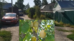 240727 город Орёл частный сектор переулок Восход Стадионный улица Генерала Родина яблоки сливы цветы