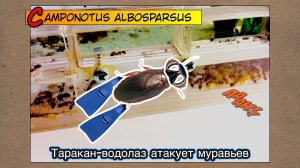 Таракан-водолаз атакует муравьев // Camponotus albosparsus