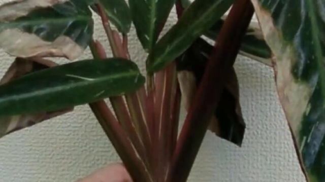 Как успешно размножить Калатею? Способы размножения Калатеи. смотреть онлайн