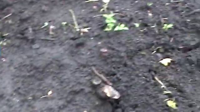 ВЫРАЩИВАЕМ ХУРМУ на виргинской подвое -часть 1 посадка смотреть онлайн