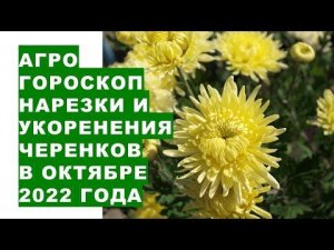 Агрогороскоп нарезки и укоренения черенков растений в октябре 2022 года