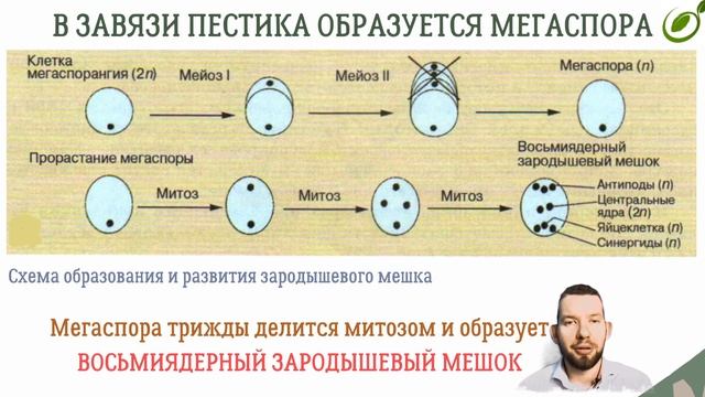 Л 44 | РАЗМНОЖЕНИЕ И РАЗВИТИЕ РАСТЕНИЙ | ОБЩАЯ БИОЛОГИЯ ЕГЭ